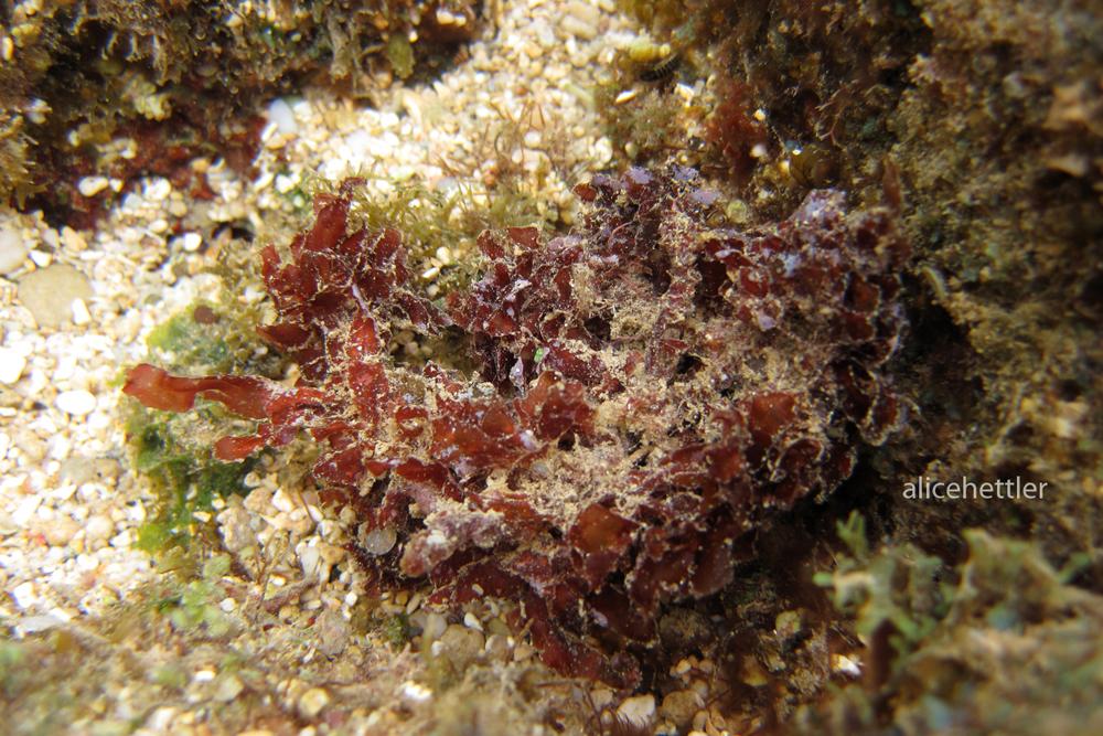 Roter Seetang (Chondrophycus parvipapillatus)